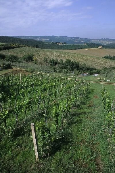 Vineyards grow around the wineries of the Tuscany, Chianti District, Italy