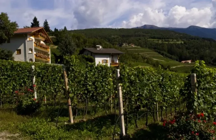 Framed Print : Vineyards and homes in small village vineyard near Bressanone Italy in the Italian Alps Framed Print : Vineyards and homes in small village vineyard near Bressanone Italy in the Italian Alps