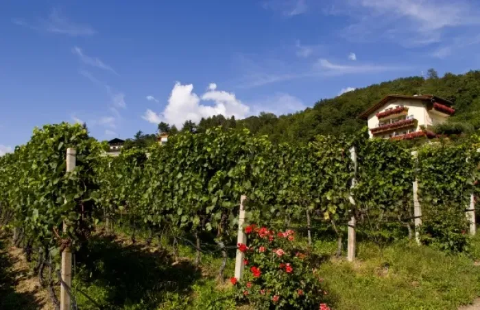 Framed Print : Vineyards and homes in small village vineyard near Bressanone Italy in the Italian Alps Framed Print : Vineyards and homes in small village vineyard near Bressanone Italy in the Italian Alps