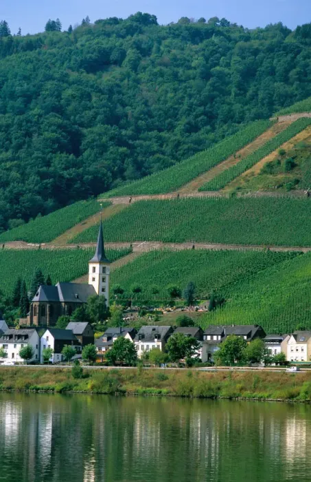 Framed Print : Vineyards along the Mosel River in Germany. germany, german, europe, european Framed Print : Vineyards along the Mosel River in Germany. germany, german, europe, european