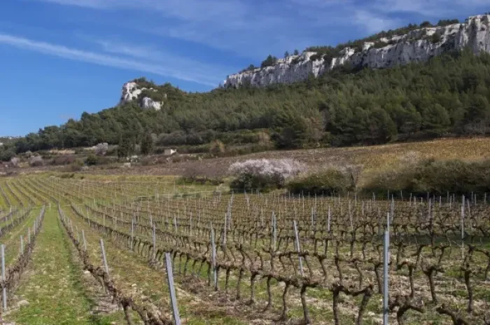 Framed Print : Vineyards below the mountains. Vines winter pruned in Cordon Royat Choteau Barbanau