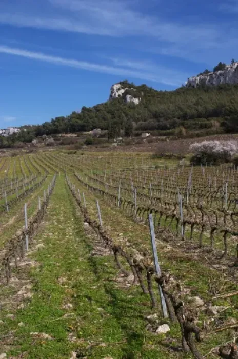 Framed Print : Vineyards below the mountains. Vines winter pruned in Cordon Royat Choteau Barbanau Framed Print : Vineyards below the mountains. Vines winter pruned in Cordon Royat Choteau Barbanau
