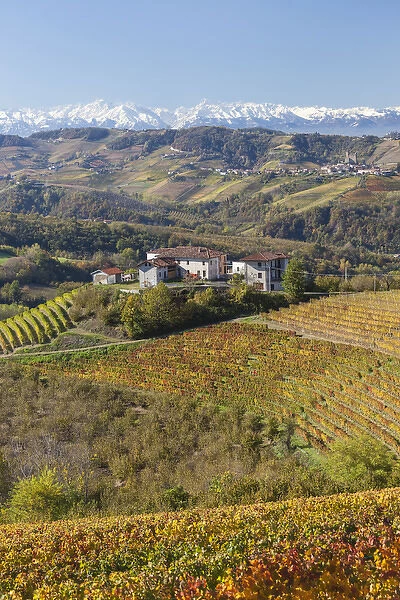 Vineyards, near Alba, Langhe, Piedmont (or Piemonte or Piedmonte), Italy
