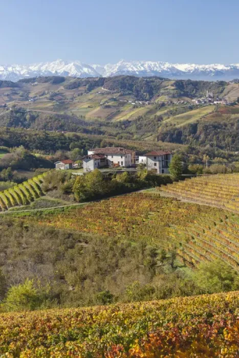 Framed Print : Vineyards, near Alba, Langhe, Piedmont (or Piemonte or Piedmonte), Italy Framed Print : Vineyards, near Alba, Langhe, Piedmont (or Piemonte or Piedmonte), Italy