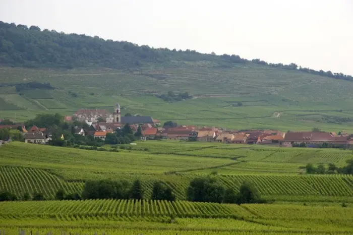 Framed Print : Vineyards near the village of Ribeauville, Eastern France. france, french