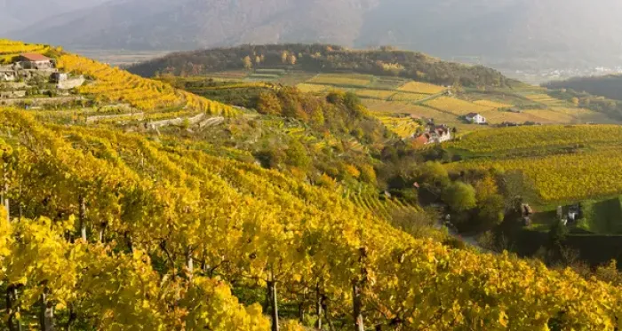 Framed Print : The vineyards near village Spitz in the Wachau