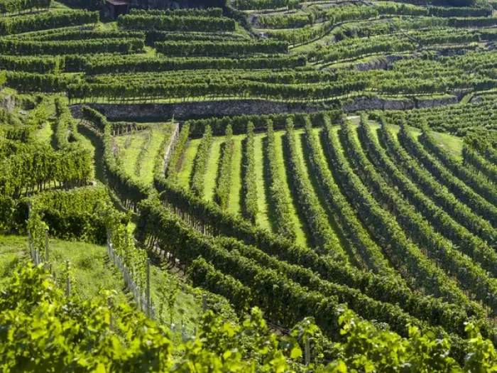 Framed Print : The vineyards near village Spitz in the Wachau Framed Print : The vineyards near village Spitz in the Wachau