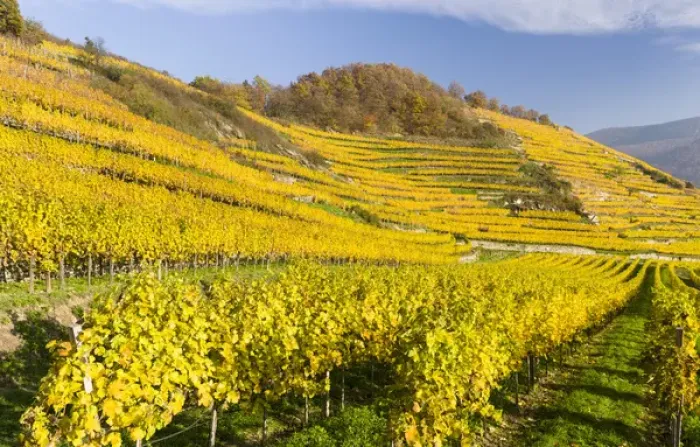 Framed Print : The vineyards near village Spitz in the Wachau Framed Print : The vineyards near village Spitz in the Wachau