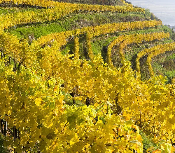 The vineyards near village Spitz in the Wachau