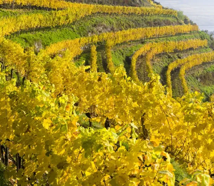 Framed Print : The vineyards near village Spitz in the Wachau Framed Print : The vineyards near village Spitz in the Wachau