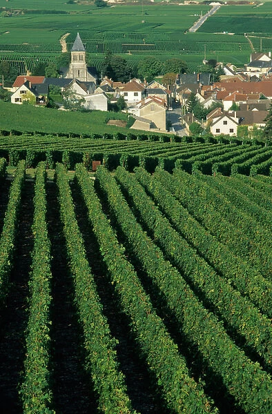 Vineyards around Oger, Marne, Champagne, France
