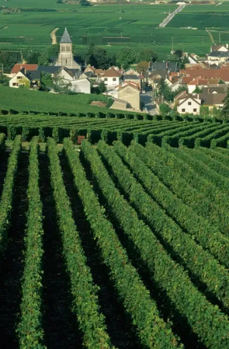 Framed Print : Vineyards around Oger, Marne, Champagne, France Framed Print : Vineyards around Oger, Marne, Champagne, France