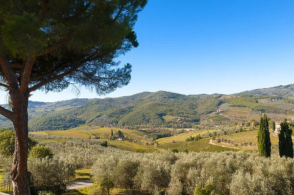 Vineyards and olive groves, Greve in Chianti, Chianti area, Florence province, Tuscany