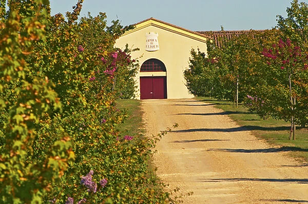 Vineyards, petit verdot vines and the winery in the distance - Chateau de la Tour