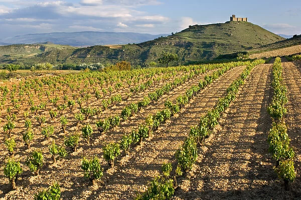 Vineyards along the San Vicente to Banos de Ebro Road in the La Rioja Region of Spain