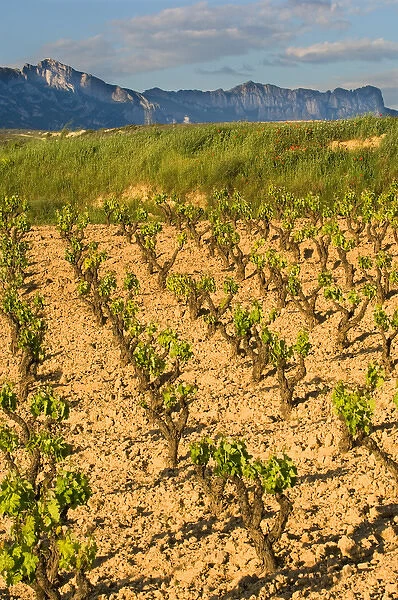 Vineyards along the San Vicente to Banos de Ebro Road in the La Rioja Region of Spain
