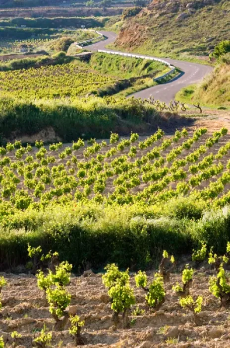Framed Print : Vineyards along the San Vicente to Banos de Ebro Road in the La Rioja Region of Spain Framed Print : Vineyards along the San Vicente to Banos de Ebro Road in the La Rioja Region of Spain