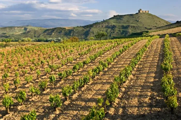Framed Print : Vineyards along the San Vicente to Banos de Ebro Road in the La Rioja Region of Spain Framed Print : Vineyards along the San Vicente to Banos de Ebro Road in the La Rioja Region of Spain