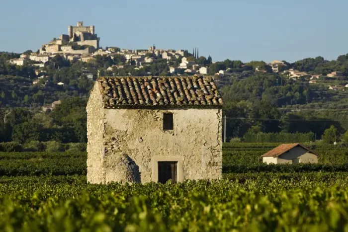 Framed Print : Vineyards of the Veniceient, le Barroux, Vaucluse, Provence, France Framed Print : Vineyards of the Veniceient, le Barroux, Vaucluse, Provence, France