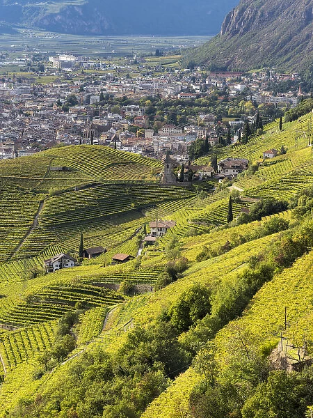 Viniculture around Bozen (Bolzano) the capital of South Tyrol during autumn. Europe