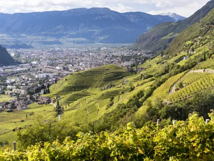 Framed Print : Viniculture around Bozen (Bolzano) the capital of South Tyrol during autumn. Europe