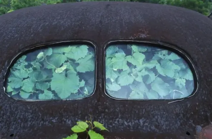 Framed Print : Vintage Oldsmobile car in decay with vines growing in and around it Framed Print : Vintage Oldsmobile car in decay with vines growing in and around it