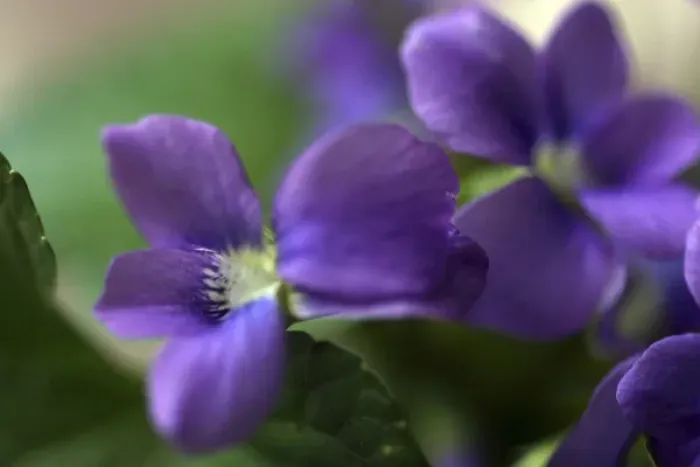 Framed Print : Violet Closeup