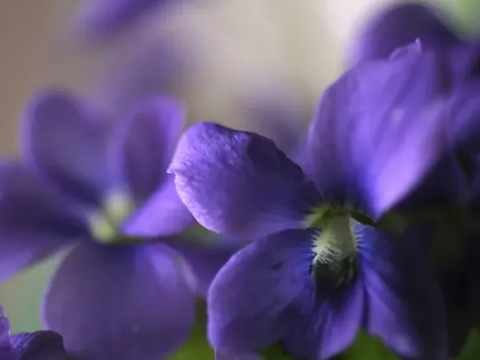 Framed Print : Violet Closeup Framed Print : Violet Closeup