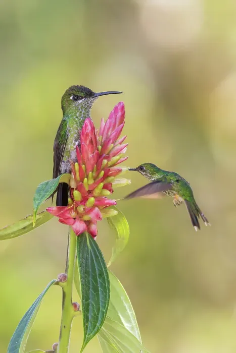 Framed Print : Violet-fronted brilliant (female) stands guard as a female booted racket-tail forages in the mountain forest of Peru Framed Print : Violet-fronted brilliant (female) stands guard as a female booted racket-tail forages in the mountain forest of Peru