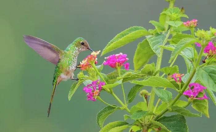 Framed Print : Violet-fronted brilliant (female) foraging on nectar in mountain forest of Peru Framed Print : Violet-fronted brilliant (female) foraging on nectar in mountain forest of Peru