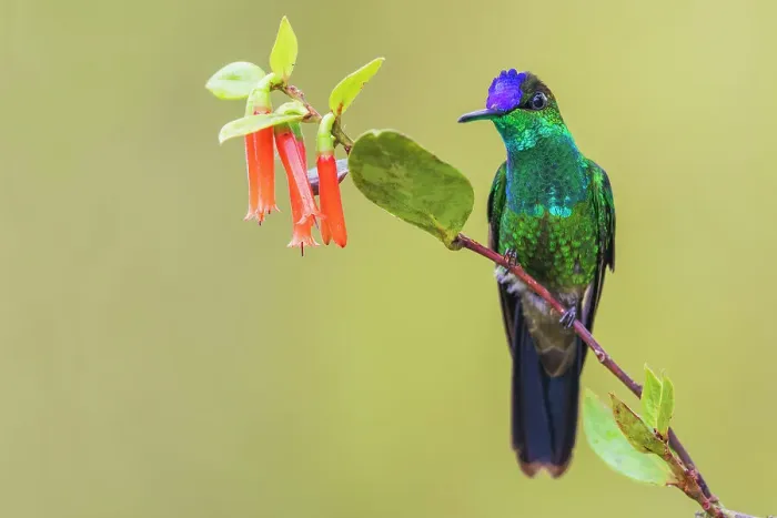 Framed Print : Violet-fronted brilliant pauses for a rest in the mountain forest of Peru Framed Print : Violet-fronted brilliant pauses for a rest in the mountain forest of Peru