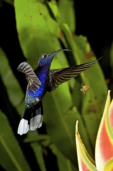 Framed Print : The Violet Sabrewing (Campylopterus hemileucurus), is a very large hummingbird native Framed Print : The Violet Sabrewing (Campylopterus hemileucurus), is a very large hummingbird native