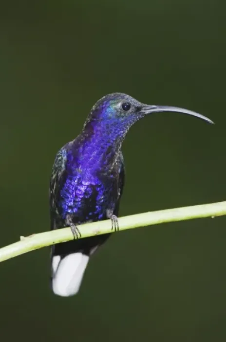 Framed Print : Violet Sabrewing, Campylopterus hemileucurus, male perched, Central Valley, Costa Rica