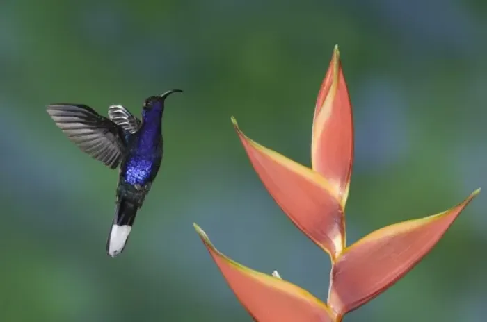 Framed Print : Violet Sabrewing, Campylopterus hemileucurus, male in flight feeding on Heliconia flower Framed Print : Violet Sabrewing, Campylopterus hemileucurus, male in flight feeding on Heliconia flower