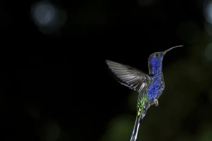 Framed Print : Violet Sabrewing in flight (Campylopterus hemileucurus) Monteverde Cloud forest Framed Print : Violet Sabrewing in flight (Campylopterus hemileucurus) Monteverde Cloud forest
