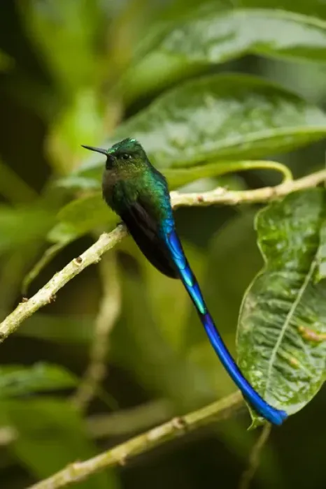Framed Print : Violet-tailed Sylph (Aglaiocercus coelestis) Mindo Cloud Forest