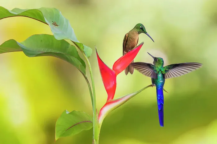 Framed Print : Violet-tailed sylph and fawn-breasted brilliant hummingbirds sharing heliconia nectar in the Ecuador cloud forest