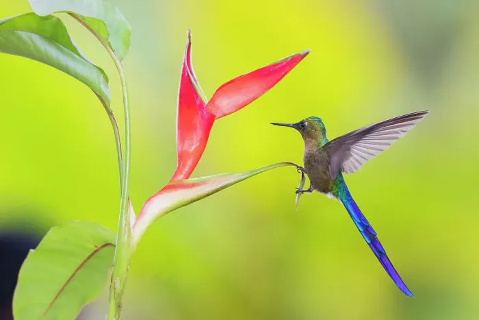 Framed Print : Violet-tailed sylph, a vividly stunning hummingbird alighting on a heliconia leaf, at home in the cloud forest of Ecuador