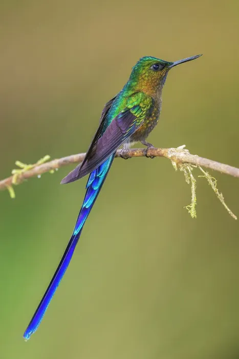 Framed Print : Violet-tailed sylph, a vividly stunning hummingbird living in the cloud forest of Ecuador Framed Print : Violet-tailed sylph, a vividly stunning hummingbird living in the cloud forest of Ecuador