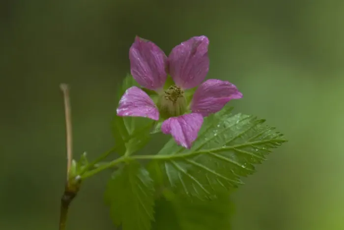 Framed Print : Violet Wildflower, Olympic National Park, Washington, US Framed Print : Violet Wildflower, Olympic National Park, Washington, US