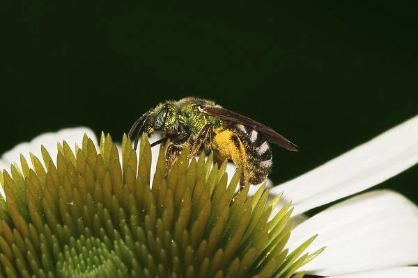 Virescent Green Metallic Bee; Agapostemon virescens Virescent Green Metallic