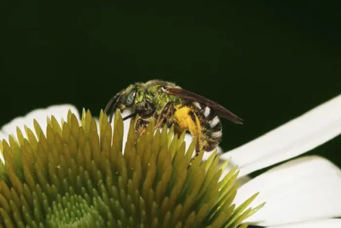 Framed Print : Virescent Green Metallic Bee; Agapostemon virescens Virescent Green Metallic Framed Print : Virescent Green Metallic Bee; Agapostemon virescens Virescent Green Metallic