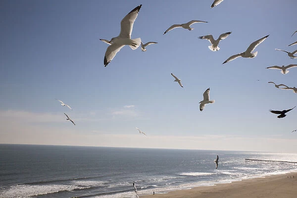 Virginia Beach, Virginia. Flock of Seagulls Fly over a Beach