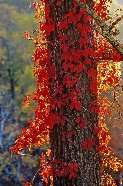 Virginia Creeper bright red in autumn at Itasca State Park in Minnesota