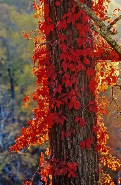 Framed Print : Virginia Creeper bright red in autumn at Itasca State Park in Minnesota