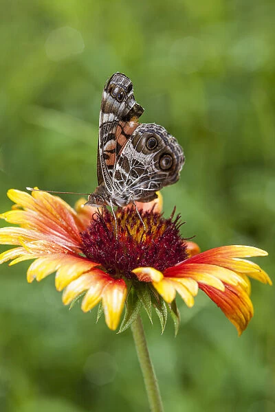 A Virginia Lady butterfly lands on Gaillardia