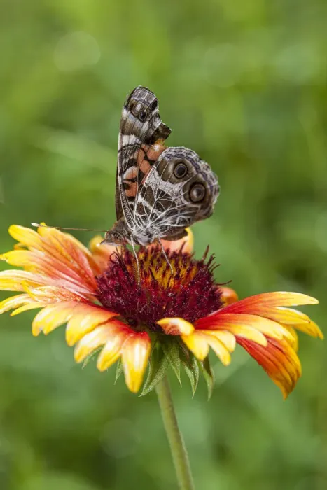Framed Print : A Virginia Lady butterfly lands on Gaillardia Framed Print : A Virginia Lady butterfly lands on Gaillardia
