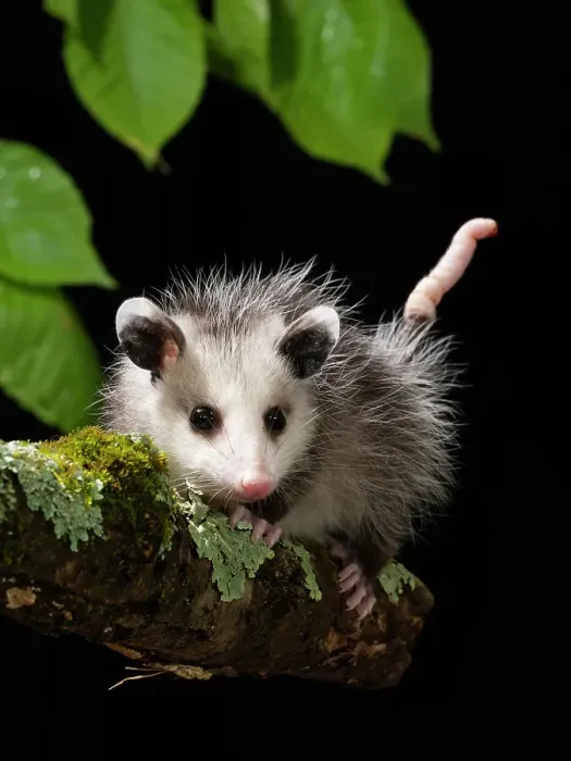 Framed Print : Virginia Opossum, Pennsylvania, USA Framed Print : Virginia Opossum, Pennsylvania, USA
