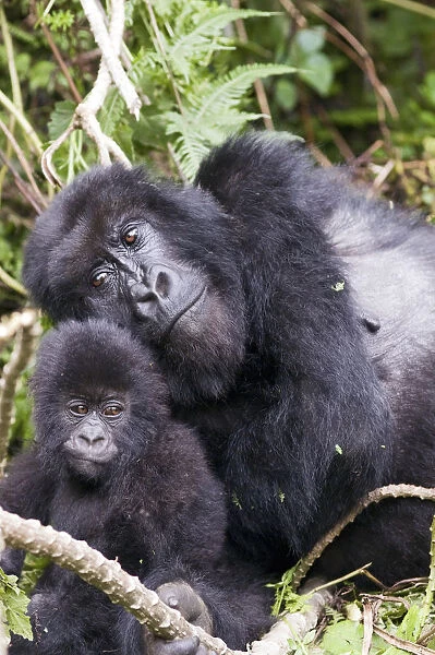 Virunga Mountains, Rwanda, Africa. Mountain Gorilla adult and young