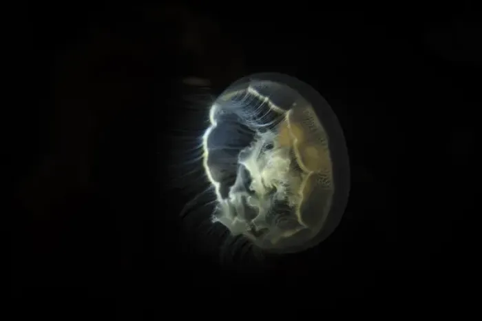 Framed Print : Visible bioluminescence shows this moon jellyfish clearly Framed Print : Visible bioluminescence shows this moon jellyfish clearly